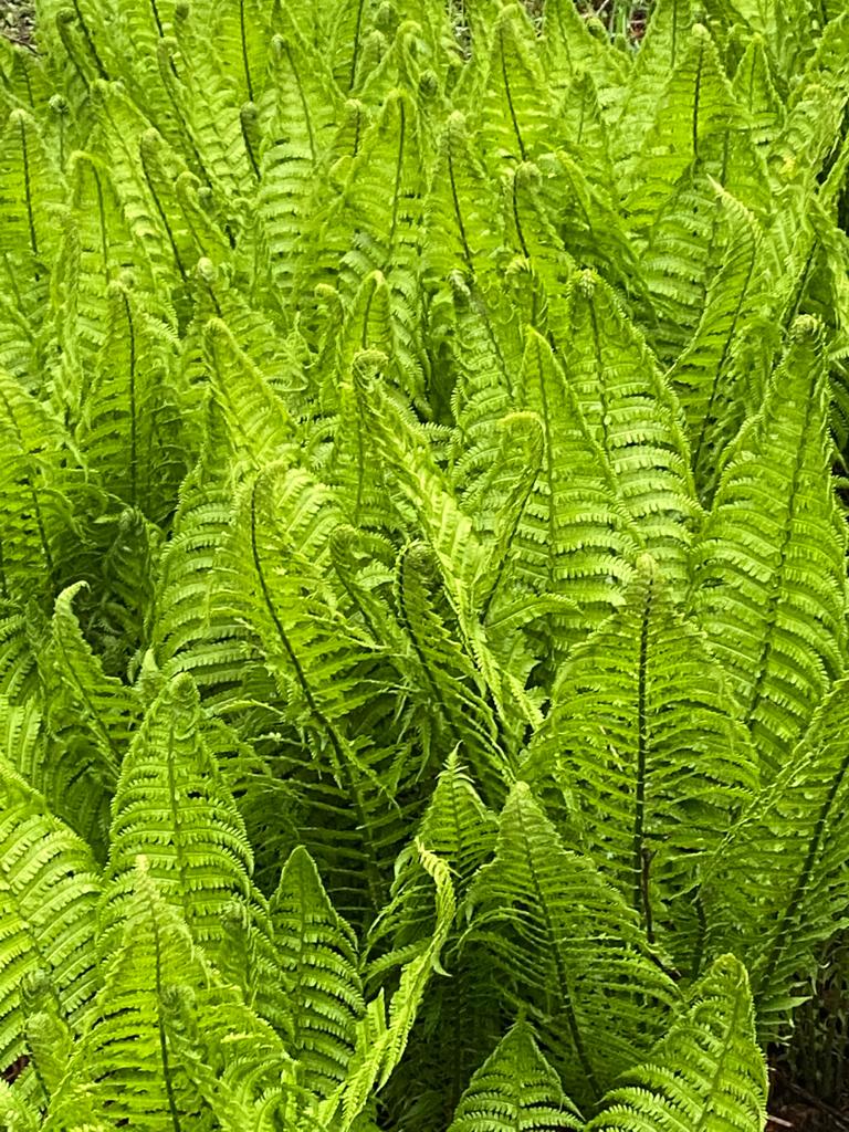 Meerjarencontract Buurtzorg en CZ adresseert personeelstekort